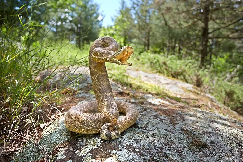 How To Avoid Snake Bites While Hiking?